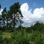 Heinjoen kauneutta